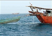 بیش از 2000 شناور صیادی آماده برای صید میگو هستند