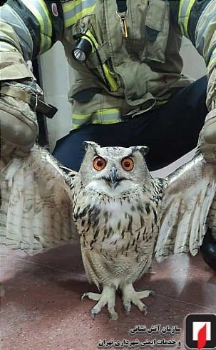 آتش‌نشانی , سازمان آتش‌نشانی تهران , حوادث , سازمان محیط زیست , 