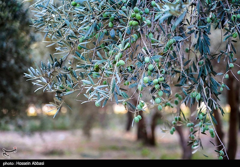 بهداشت و درمان , تغذیه سالم , طب سنتی ,