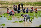 کشت بی رویه برنج با توجه به کم آبی و عدم توجه به تذکرات سازمان محیط زیست توسط مردم منطقه درودزن  