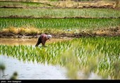 کشت بی رویه برنج با توجه به کم آبی و عدم توجه به تذکرات سازمان محیط زیست توسط مردم منطقه درودزن  