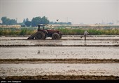 کشت بی رویه برنج با توجه به کم آبی و عدم توجه به تذکرات سازمان محیط زیست توسط مردم منطقه درودزن  
