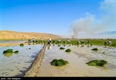 کشت بی رویه برنج با توجه به کم آبی و عدم توجه به تذکرات سازمان محیط زیست توسط مردم منطقه درودزن  