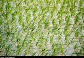 کشت بی رویه برنج با توجه به کم آبی و عدم توجه به تذکرات سازمان محیط زیست توسط مردم منطقه درودزن  