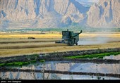 کشت بی رویه برنج با توجه به کم آبی و عدم توجه به تذکرات سازمان محیط زیست توسط مردم منطقه درودزن  