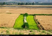کشت بی رویه برنج با توجه به کم آبی و عدم توجه به تذکرات سازمان محیط زیست توسط مردم منطقه درودزن  