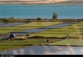 کشت بی رویه برنج با توجه به کم آبی و عدم توجه به تذکرات سازمان محیط زیست توسط مردم منطقه درودزن  