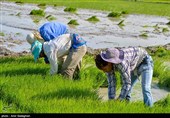 کشت بی رویه برنج با توجه به کم آبی و عدم توجه به تذکرات سازمان محیط زیست توسط مردم منطقه درودزن  