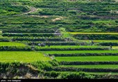 کشت بی رویه برنج با توجه به کم آبی و عدم توجه به تذکرات سازمان محیط زیست توسط مردم منطقه درودزن  