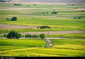 کشت بی رویه برنج با توجه به کم آبی و عدم توجه به تذکرات سازمان محیط زیست توسط مردم منطقه درودزن  