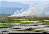 سوزاندن زمین های زراعی منطقه درودزن و کامفیروز به جهت کشت سریع تر نشاء برنج وبه وجود آمدن آلودگی زیست محیطی 