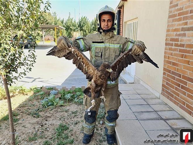 سازمان آتشنشانی تهران , آتشنشانی , حوادث , سازمان محیط زیست ,