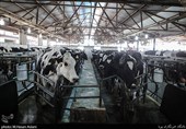 سرمایه‌گذاری 2 هزار میلیاردی برای دامداری 1000 رأسی معمولان
