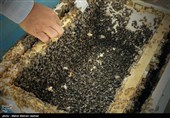 آغاز برداشت عسل در شهرستان تفت؛ پیش‌بینی تولید 430 تن