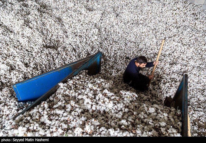 اخبار استان گلستان , کشاورزی , واردات , مافیا ,