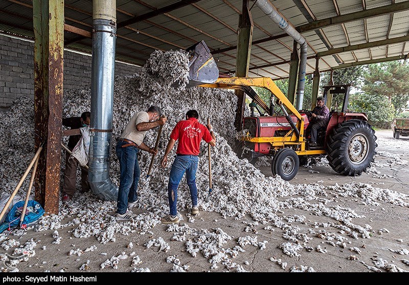 اخبار استان گلستان , کشاورزی , واردات , مافیا ,