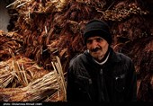 جاروبافی در امیر کلا - بابل