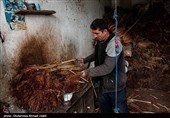 جاروبافی در امیر کلا - بابل