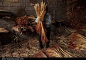 هنوز هم بیشتر جاروبافان با انرژی مشغول به کار و تولید هستند و محصول خود را به استان های دور و نزدیک ارسال می کنند.