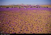 برداشت زعفران در تربت حیدریه