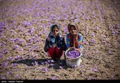 برداشت زعفران در تربت حیدریه