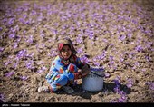 برداشت زعفران در تربت حیدریه