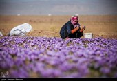 برداشت زعفران در تربت حیدریه