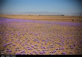 برداشت زعفران در تربت حیدریه