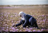 برداشت زعفران در تربت حیدریه