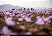 برداشت زعفران در تربت حیدریه