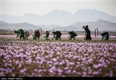 برداشت زعفران در تربت حیدریه