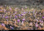 برداشت زعفران در تربت حیدریه