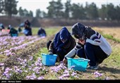 زمان تحویل قراردادهای آتی زعفران نگین در بورس کالا اعلام شد