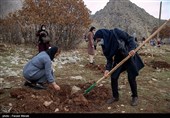 اجرای طرح 20 هکتار بادام کوهی در آران و بیدگل کلید خورد