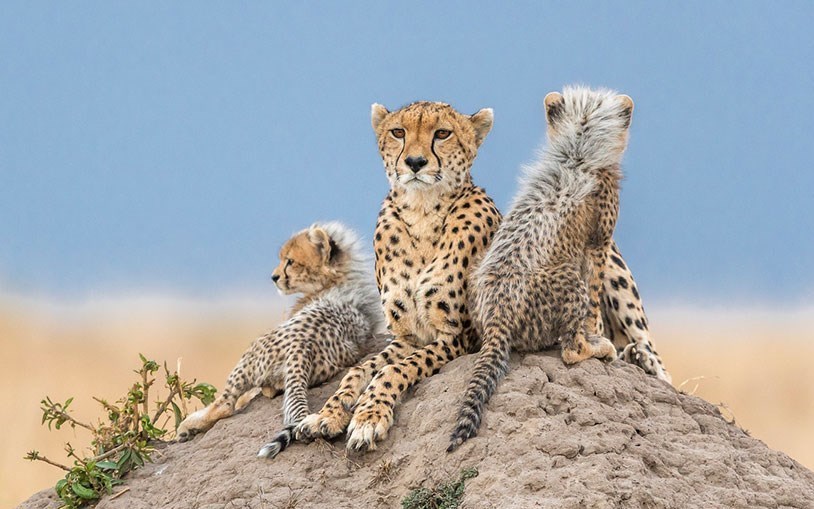 سازمان محیط زیست ,