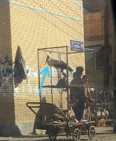 سازمان محیط زیست , شکارفروشی , 