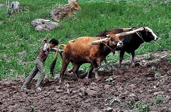 کشاورزی , آب و هوا , اخبار خشکسالی | خشکسالی , بحران های محیط زیست ,