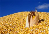 تولیدکنندگان برای دریافت سهمیه ذرت با قیمت مصوب به بازارگاه مراجعه کنند