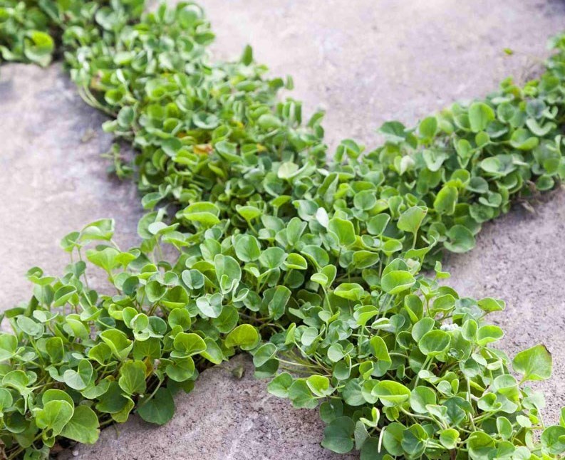 اخبار خشکسالی | خشکسالی , بحران های محیط زیست ,