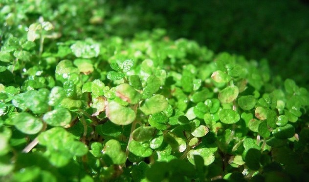 اخبار خشکسالی | خشکسالی , بحران های محیط زیست ,