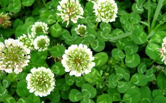 اخبار خشکسالی | خشکسالی , بحران های محیط زیست ,