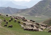 چرای دام با مجوز و کمبود محیط‌بان؛ هشدار درباره فشار بر طبیعت