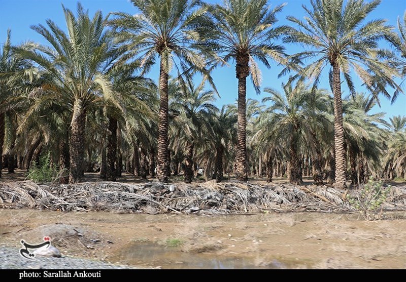 استان کرمان , سیل , سیل زده , 