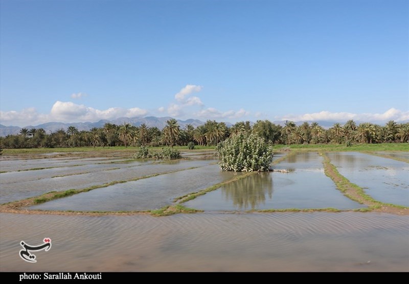 استان کرمان , سیل , سیل زده , 