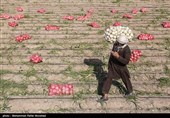 خرید توافقی پیاز از امروز آغاز می‌شود