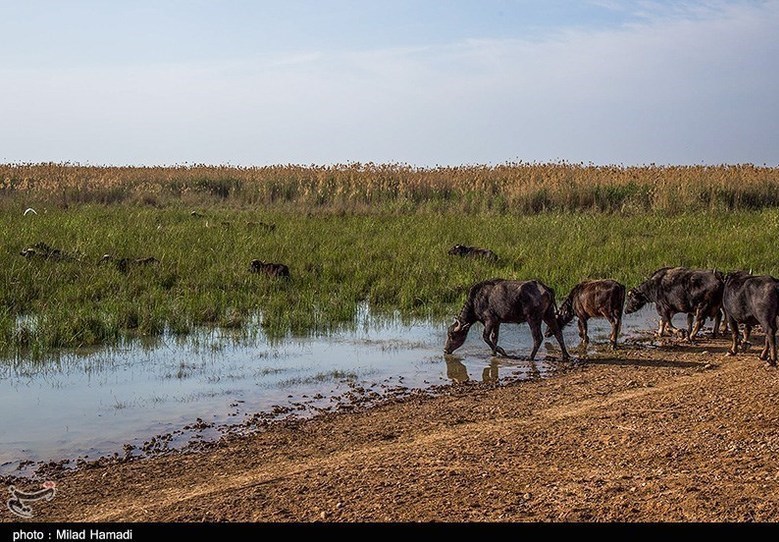 پایش و نظارت در محیط زیست , بحران های محیط زیست , تالاب هورالعظیم | هورالهویزه , 