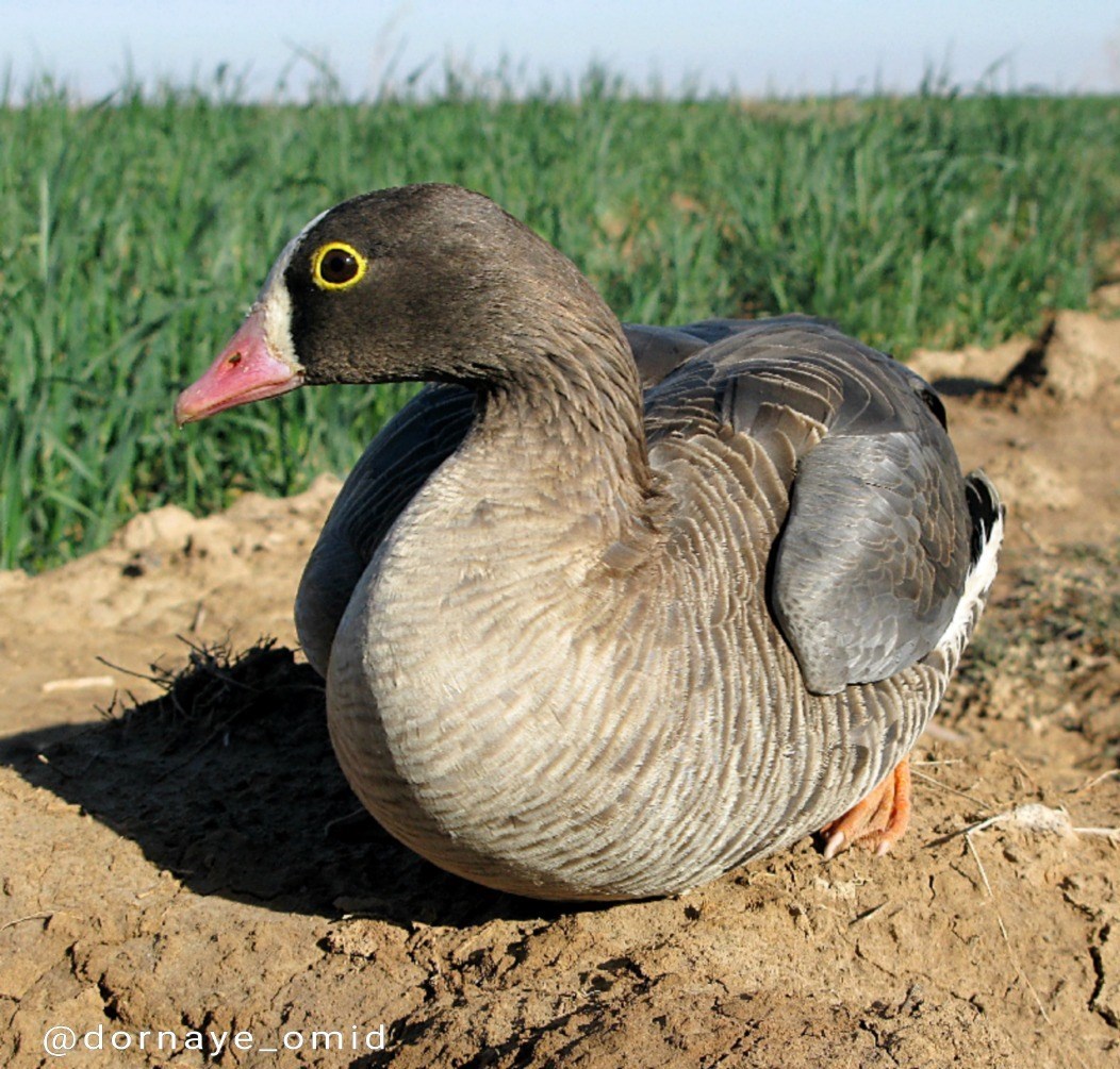 پایش و نظارت در محیط زیست , بحران های محیط زیست , تالاب هورالعظیم | هورالهویزه , 