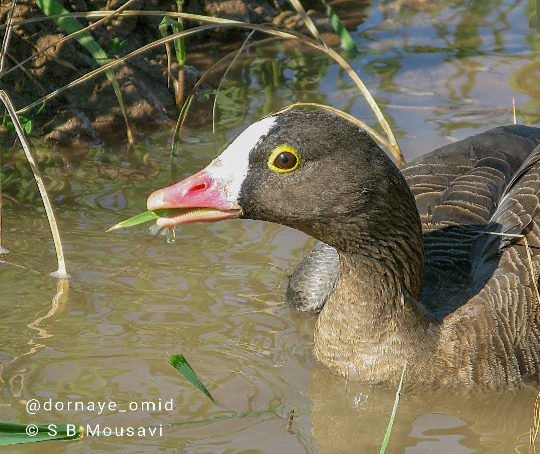 پایش و نظارت در محیط زیست , بحران های محیط زیست , تالاب هورالعظیم | هورالهویزه , 