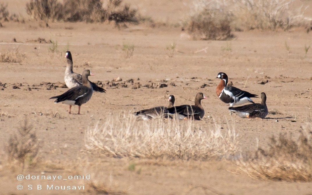پایش و نظارت در محیط زیست , بحران های محیط زیست , تالاب هورالعظیم | هورالهویزه , 