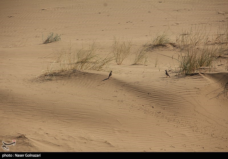 کویر ابوغویر - دهلران